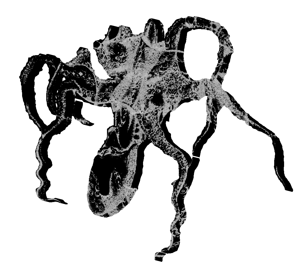 An image depicting an octopus