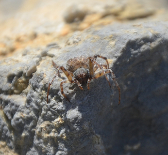 A close short of a spider on a rock