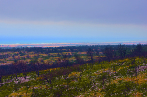 A forest seen from above, full of burnt trees
