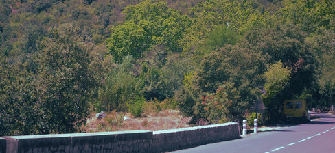 A road on the right side, trees everywhere else