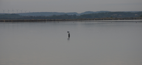 A bird alone on a pillar above a lake