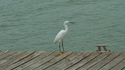 A seagull on a walkway made of wood, water in the background